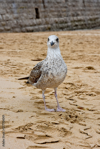 Larus argentatus, herring gull by the ocean, walks on the sand by the ocean. Portugal. Cassai