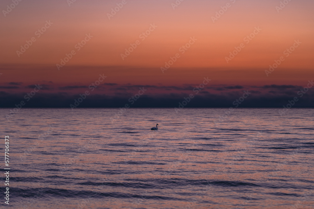 Pink sunset on the sea and bird