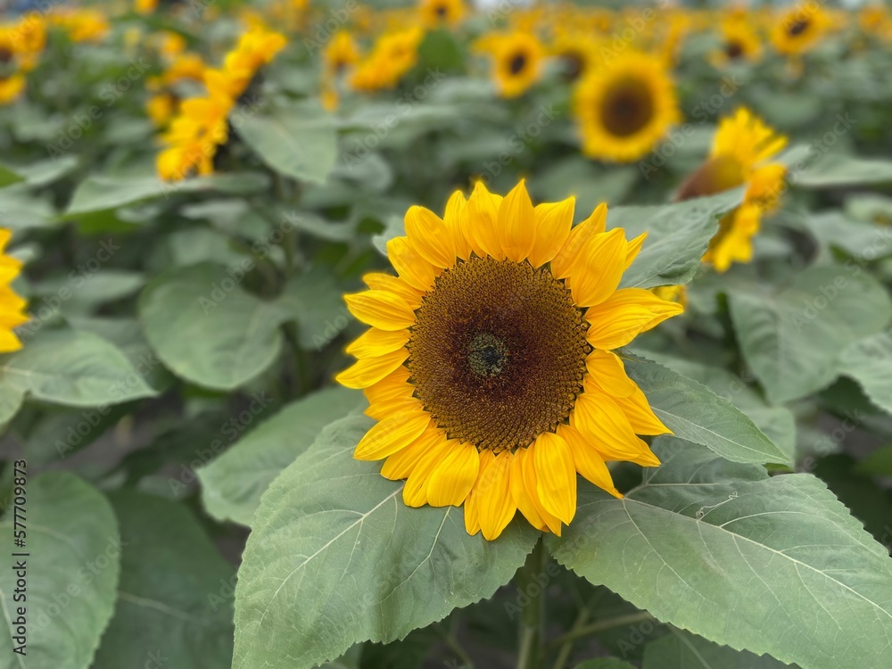 field of sunflowers field of sunflowers