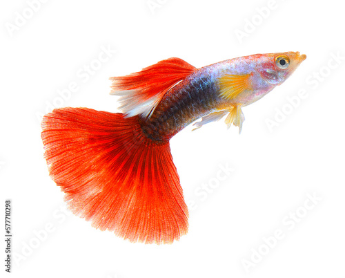 guppy fish isolated on transparent png