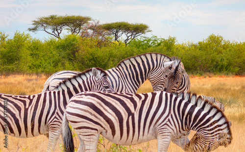 Herd of zebras in yellow grass - Etosha National Park  Namibia  Africa