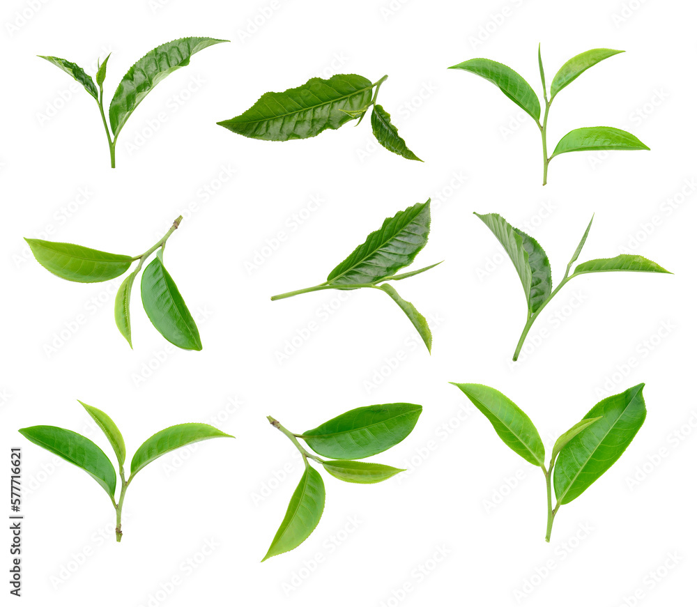Green tea leaf collection isolated on transparent png
