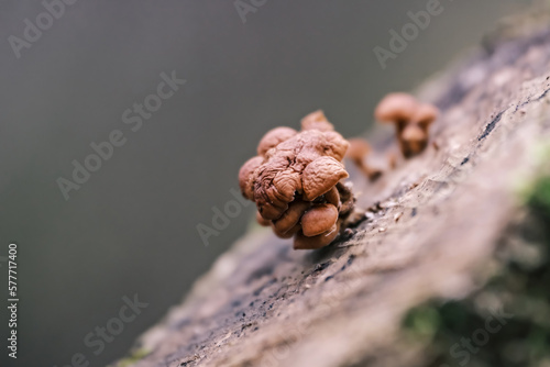 wood mushrooms, brown mushrooms, wrinkled fungi, Flammulina velutipes