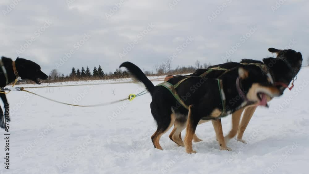Strong and hardy sports dogs mestizos. Slow motion footage dogs running and snow flying under paws side view. Team northern dogs Alaskan Huskies in training are ready to run forward and pull sled.