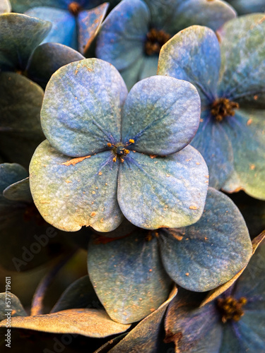 Lilac hydrangea