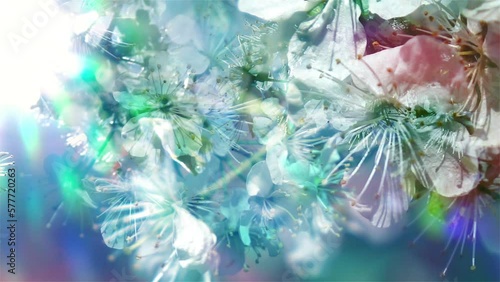 Blooming cherry branches swaying on the wind in front of blurred rainbow background. Conceptual fantasy scene of realistic floral pattern. Watercolor nature. Slow motion. 
