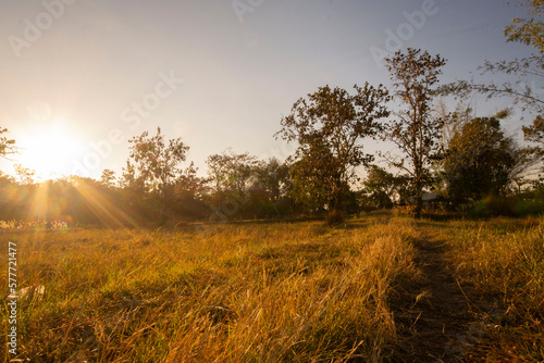 morning in the field