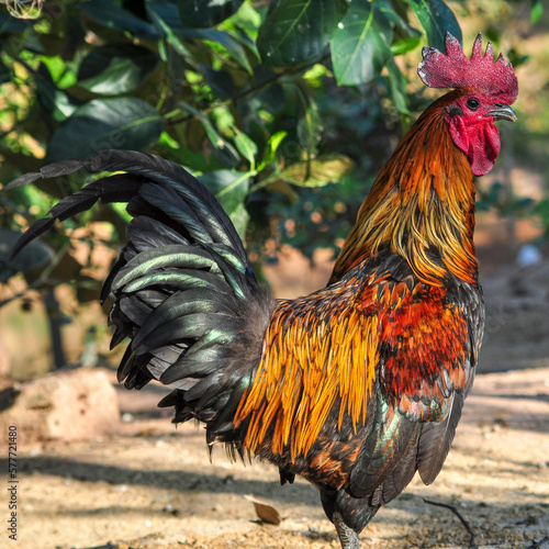 rooster in the farm