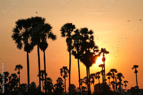 The sunset shines behind the tall palm trees. at Sam Khok District Pathum Thani Province, Thailand. Taken on 2 Feb 2023.