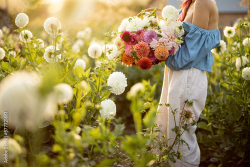 Фотография Woman holds lush bouquet of colorful freshly picked up dahlias on rural flower farm on sunset