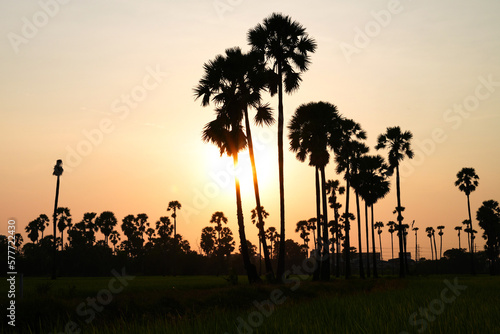 The sunset shines behind the tall palm trees. at Sam Khok District Pathum Thani Province  Thailand. Taken on 2 Feb 2023.
