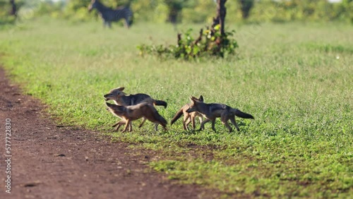 Black back jackal, the runt of the litter