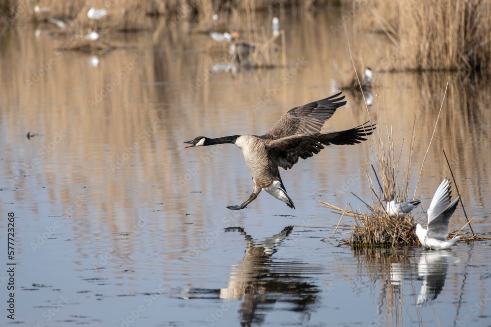 Fototapeta premium Kanadagans im Flug