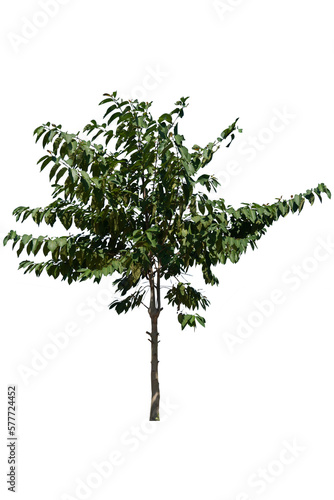 Medium sized tree with large leaves. On isolated white background.