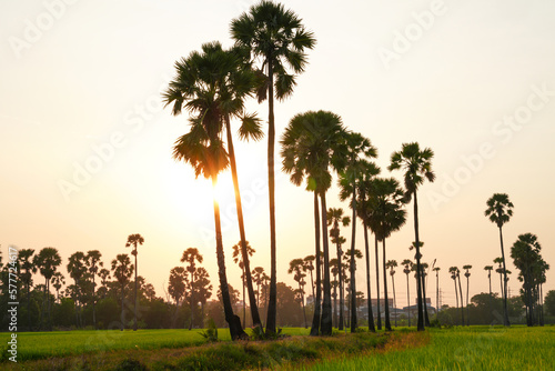 Views of tall palm trees abound in the green fields. at Sam Khok District Pathum Thani Province, Thailand. Taken on 2 Feb 2023.