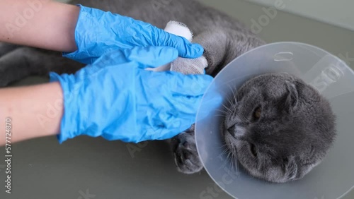 A domestic gray British Shorthair cat in a protective collar after surgery. The cat broke its paw. photo