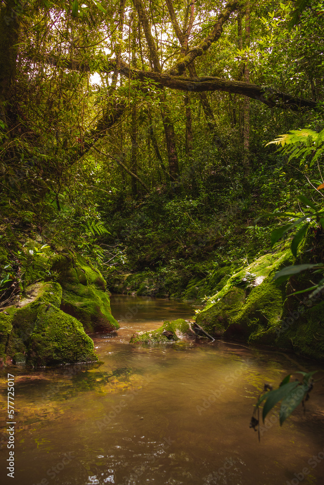 Fototapeta premium river in the forest
