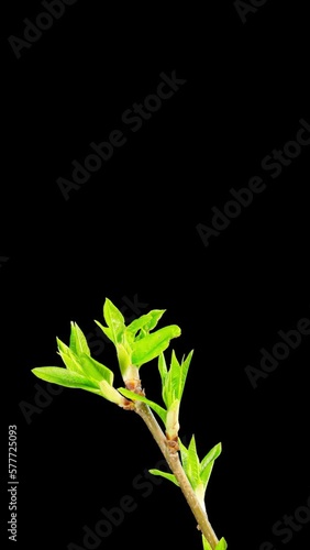 Green leaves bloom, vertical  time-lapse with alpha channel