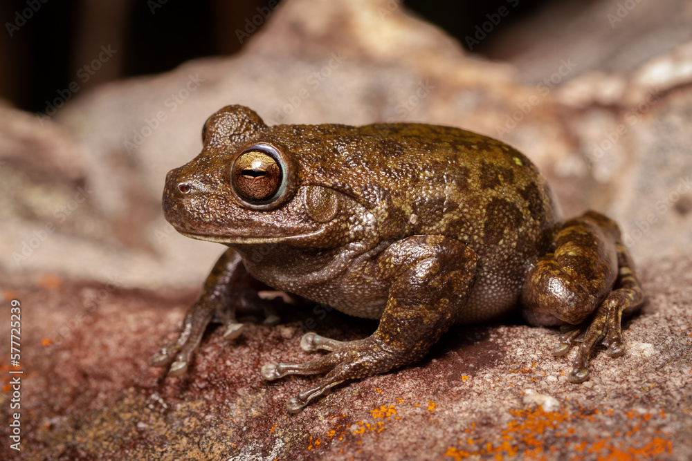 Obraz premium frog on the ground