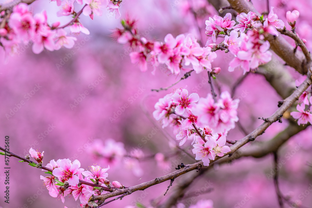 flower, pink, nature, flowers, spring, blossom, plant, flora, beauty, bloom, garden, purple, closeup, tree, petal, cherry, summer, orchid, floral, macro, close-up, branch, blooming, white, beautiful