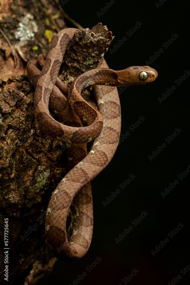 Obraz premium snake in the dark