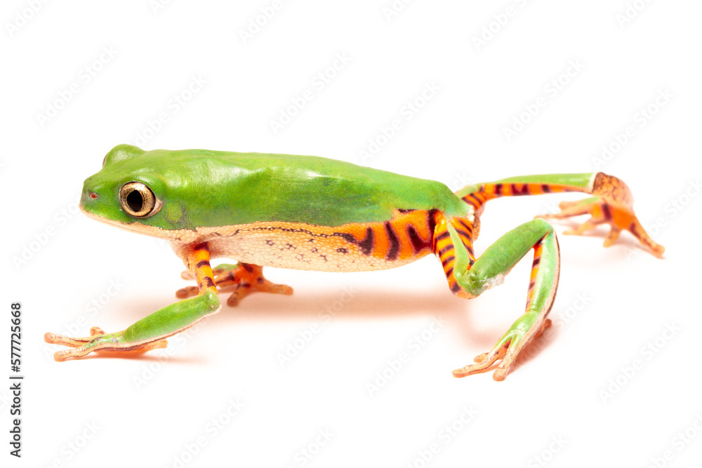red eyed tree frog isolated on white