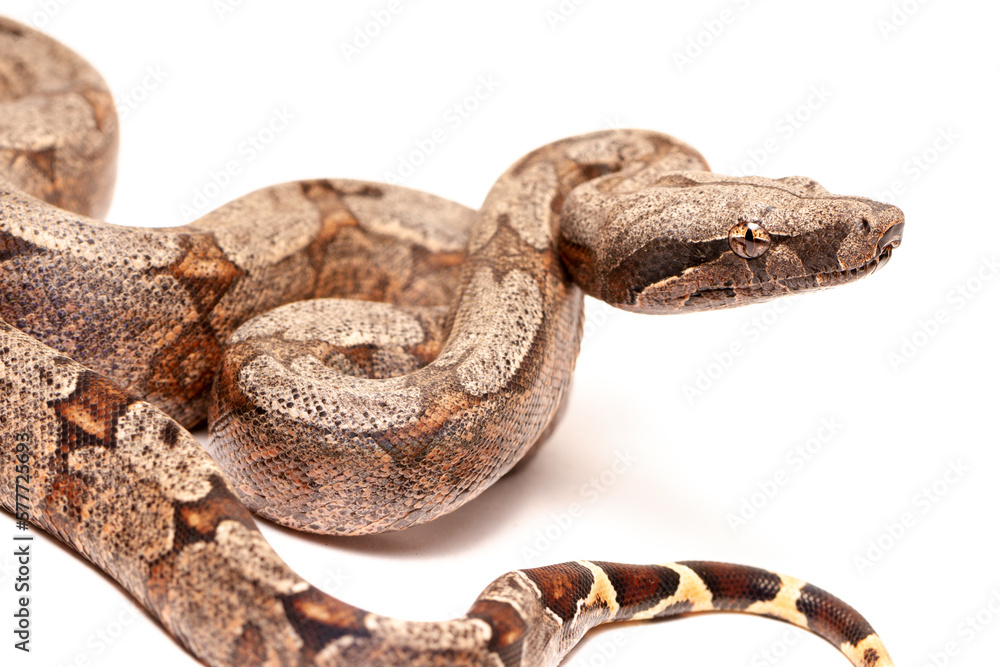 boa snake isolated on white bakcground boa snake isolated on white bakcground