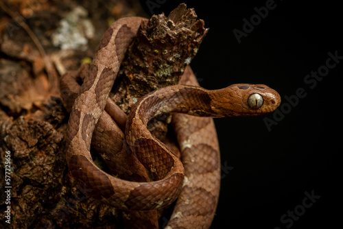 snake on a branch