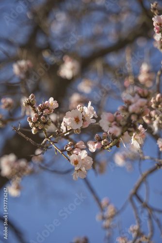pink flower blossom in spring
