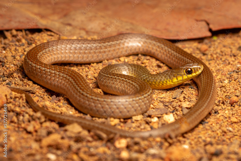 close up of a snake close up of a snake