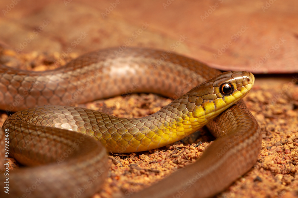 snake on the ground snake on the ground