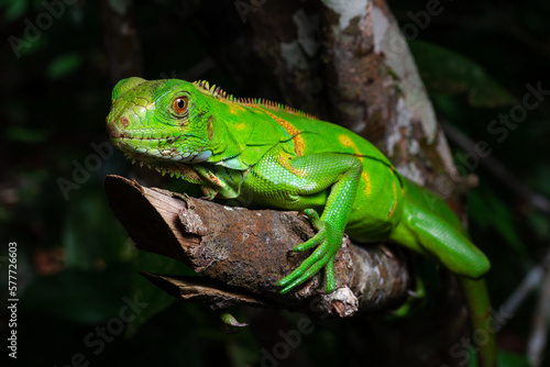 green lizard on a tree