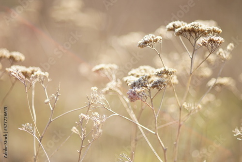 Dry yarrow bush with thin branches growing in sunny field.