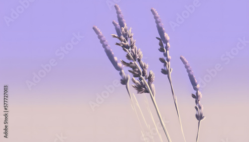 simple pastell lavender background
