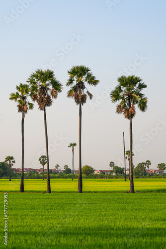 Views of tall palm trees abound in the green fields. at Sam Khok District Pathum Thani Province, Thailand. Taken on 2 Feb 2023.