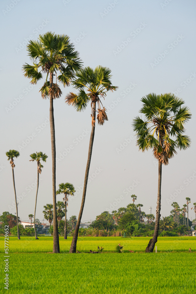 Views of tall palm trees abound in the green fields. at Sam Khok District Pathum Thani Province, Thailand. Taken on 2 Feb 2023. Views of tall palm trees abound in the green fields. at Sam Khok District Pathum Thani Province, Thailand. Taken on 2 Feb 2023.