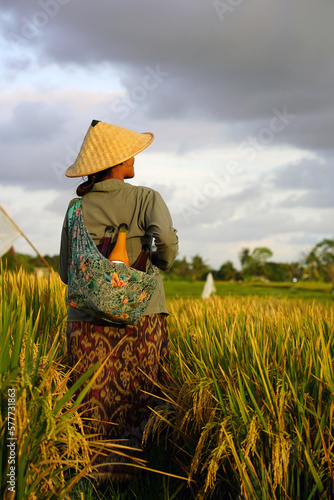 A woman selling traditional Indonesian drinks walking in the middle of a rice field.