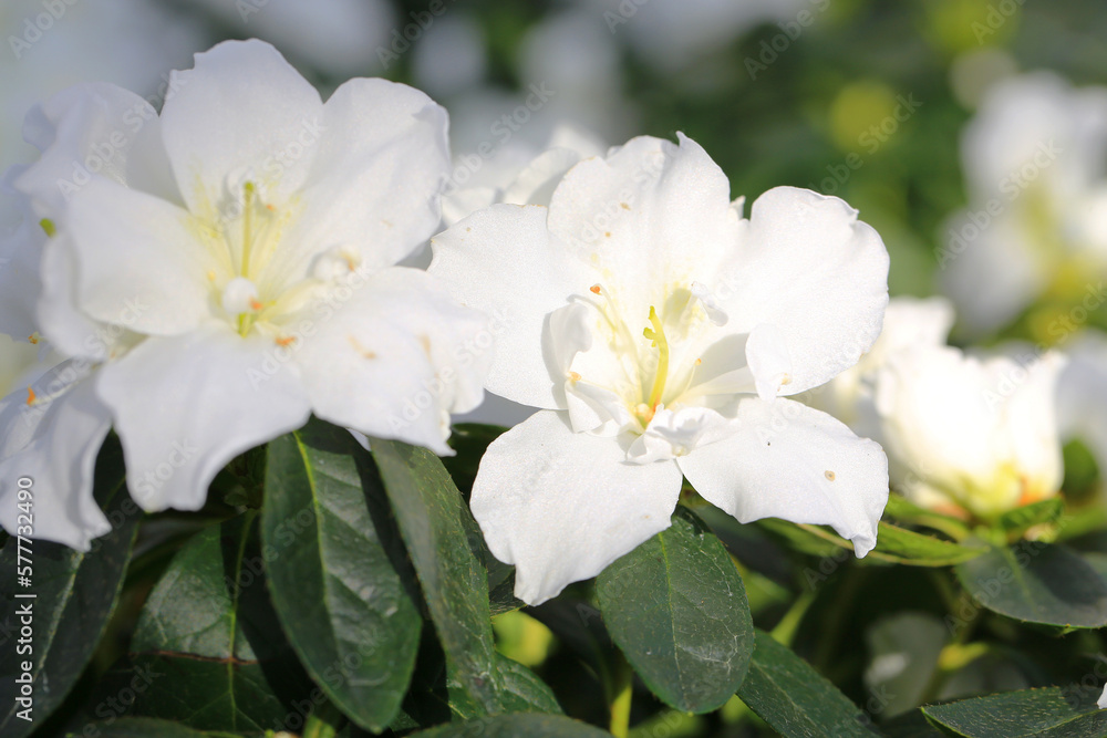 Beautiful blooming azalea in sunny March Beautiful blooming azalea in sunny March