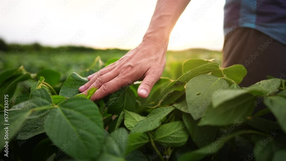 soybean field. farmer hand soybean plantation field a green beans concept of business agriculture. soy bean growing vegetables plant care. movement of green light field soy bean. agriculture farm bio soybean field. farmer hand soybean plantation field a green beans concept of business agriculture. soy bean growing vegetables plant care. movement of green light field soy bean. agriculture farm bio
