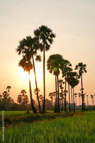 Views of tall palm trees abound in the green fields. at Sam Khok District Pathum Thani Province, Thailand. Taken on 2 Feb 2023.