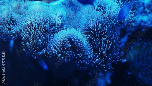 the anemone in an aquarium