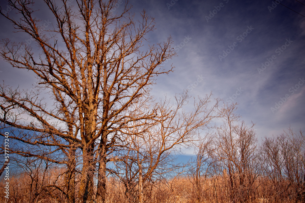 Tall bare tree under a blue sky