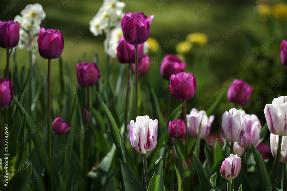 tulips in the garden