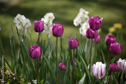 tulips in the garden