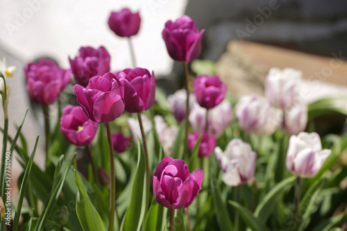 purple tulips in the garden