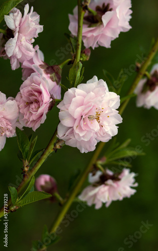 Bright graceful delicate tender saturated peach flowers in spring.