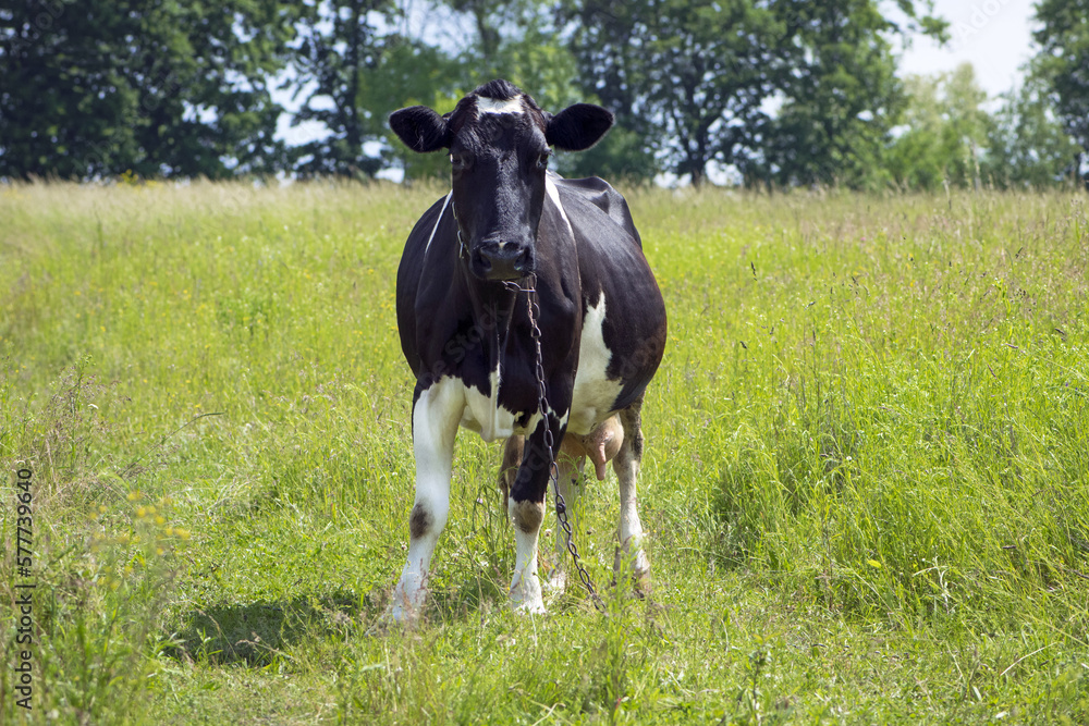 cow. Dairy cow in the pasture. black young cow, stands on green grass. spring day. milk farm. home animal. cattle. the cow is grazing in the meadow. close-up. black and white animal in green grass cow. Dairy cow in the pasture. black young cow, stands on green grass. spring day. milk farm. home animal. cattle. the cow is grazing in the meadow. close-up. black and white animal in green grass