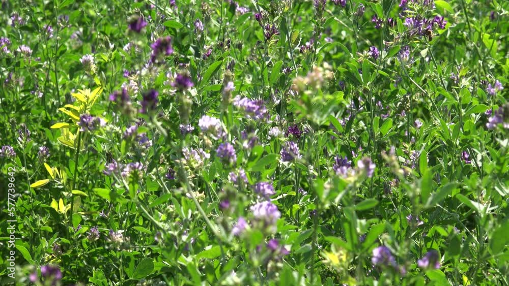 Clover Harvest Animals, Forage Field for Cows, Sheep, Pigs, Cultivated Fodder Land at Countryside, Pasture, Agriculture Industry Clover Harvest Animals, Forage Field for Cows, Sheep, Pigs, Cultivated Fodder Land at Countryside, Pasture, Agriculture Industry