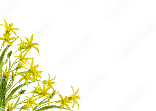 Yellow Gagea lutea flowers, bud and leaves in a corner arrangement isolated on white © Ortis