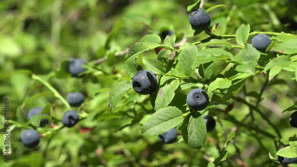 Huckleberry Bush in Wood, Berries, Forest Fruit in Mountains, Wild Bilberries, Blueberries, Huckleberries, Vaccinium Corymbosum Huckleberry Bush in Wood, Berries, Forest Fruit in Mountains, Wild Bilberries, Blueberries, Huckleberries, Vaccinium Corymbosum